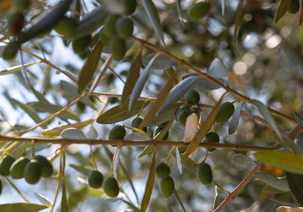 La cucina Mediterranea